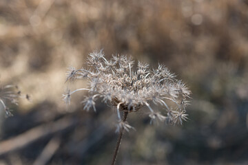 queen anne's lace dried out seed head on a bokeh background