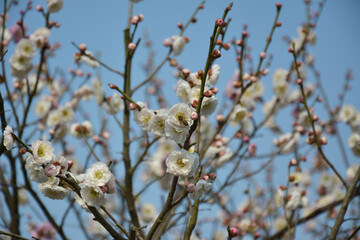 group of light pink plum flower blossoms on the branch in the sunny afternoon