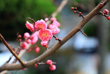 식물 - 홍매의 개화