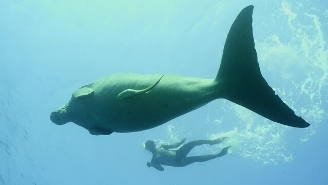 Slow motion, Dugong swims under surface of the water, man swim nearby. Sea Cow or Dugong (Dugong dugon) with Remorafish on her stomach swims under the surface of blue water, snorkel man swim next