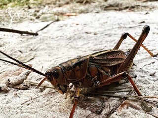 grasshopper on the ground