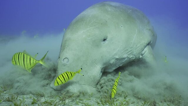 Slow motion, Close up portrait of Sea Cow grazing on the seabed. Close-up of Dugong or Sea Cow (Dugong dugon) accompanied by school of Golden Trevally fish (Gnathanodon speciosus) eats seagrass 