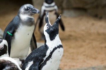 Wild Penguin with mouth open at the Denver Zoo