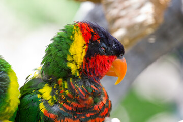 Exotic Bird at the Denver Zoo