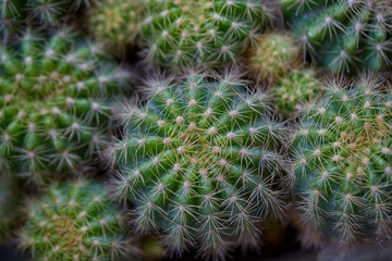 Close-up view of cactus in the garden