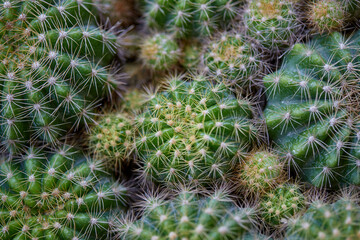 Close-up view of cactus in the garden