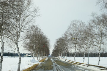 Snow Covered path Surrounded by White Birch Tree in Tokachi, Hokkaido, Japan - 日本 北海道 十勝 白樺並木 雪景色