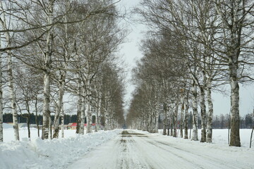 Naklejka premium Snow Covered path Surrounded by White Birch Tree in Tokachi, Hokkaido, Japan - 日本 北海道 十勝 白樺並木 雪景色