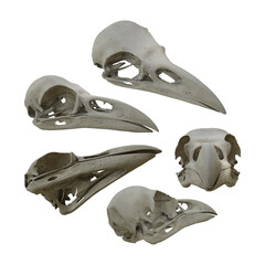 3d rendering of raven skull crow perspective view