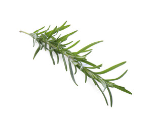 Fototapeta premium Fresh green rosemary isolated on white. Aromatic herb