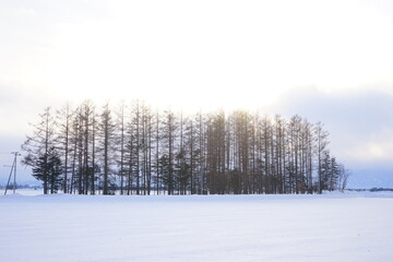 Windbreak Forest or Shelter Belt and Snow Covered in Obihiro, Japan - 日本 北海道 雪景色 防風林
