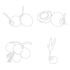coconut fruit icon vector