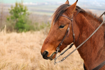 Obraz premium Adorable chestnut horse outdoors, space for text. Lovely domesticated pet