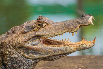 The head of an Amazonian crocodile