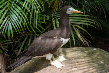 brown bobby bird in natural park.