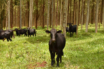Fototapeta premium cows in the field