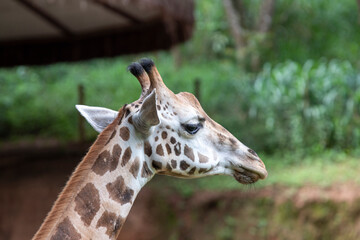 Obraz premium view of a giraffe against green foliage