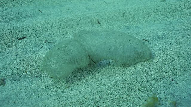 Slow motion, Close-up of the deceased Colonial Pyrosoma Tunicates lying on the sandy bottom