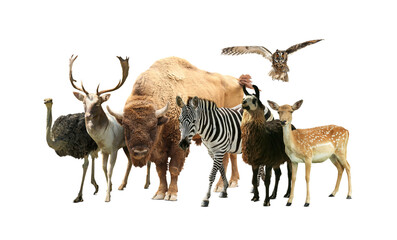 Group of different wild animals on white background, collage