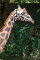 view of a giraffe against green foliage