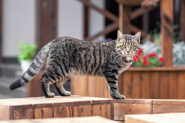 Domestic tabby cat outdoors at the country house yard