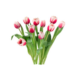 Group of pink tulips isolated cutout on transparent - obrazy, fototapety, plakaty