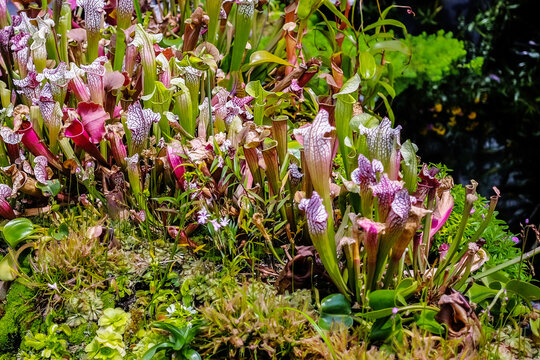Flowers at Garden by the bay Singapore