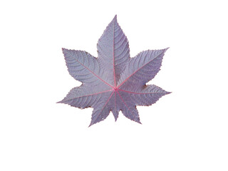 beauty leaf maple violet on isolated