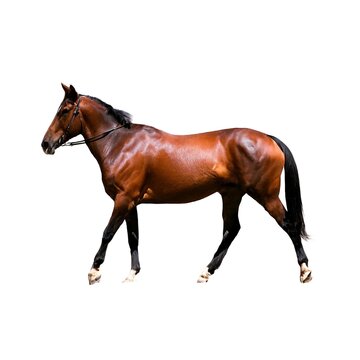 Brown Horse Trotting on a Pure White Background Created with Generative AI and Other Techniques
