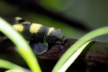 Panda garra freshwater fish - Garra flavatra