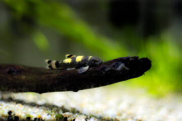 Panda garra freshwater fish - Garra flavatra