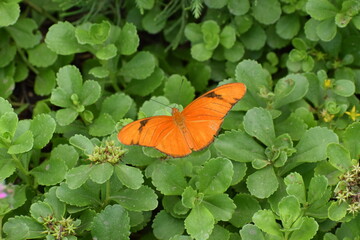 butterfly on a leaf