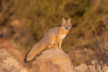 Naklejka na ściany i meble Sonoran desert fox