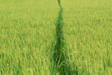 Nature of rice field on rice paddy