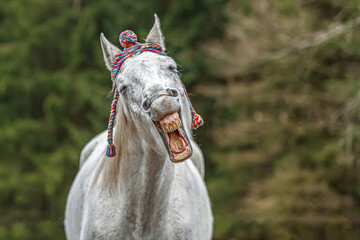 Funny head portrait of a white arabian horse gelding wearing a woolly cap and showing a trick looks...