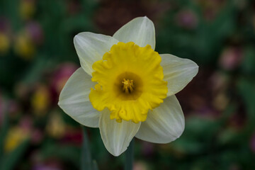 yellow daffodil flower © Iktwo