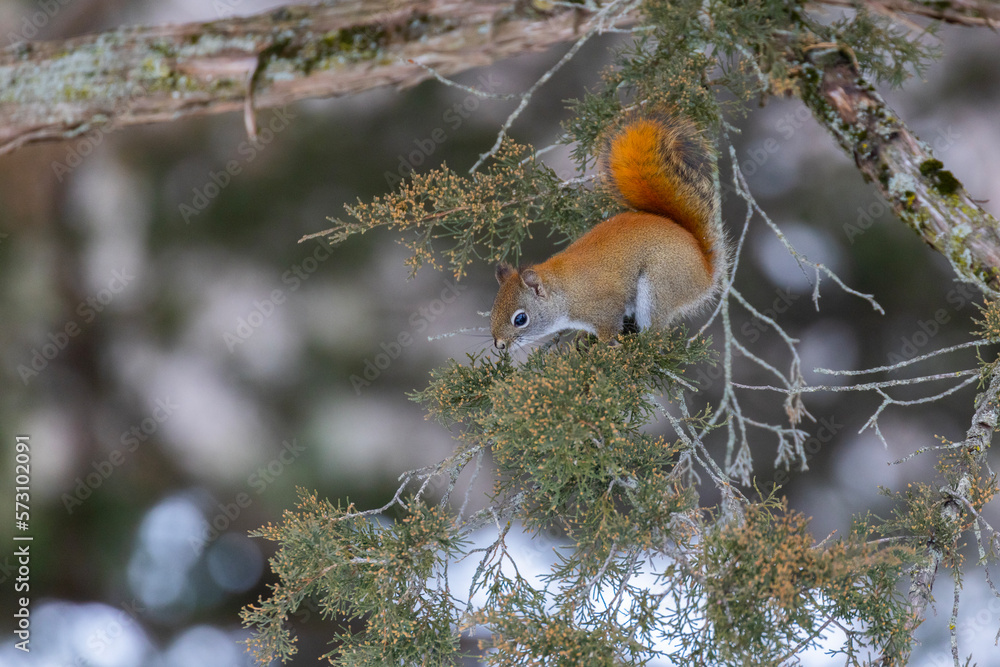 Wall mural american red squirrel (tamiasciurus hudsonicus) looking for food in winter - Wall murals