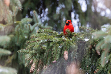 Naklejka premium Male northern cardinal (Cardinalis cardinalis) in winter