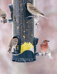 Birds at feeder in winter