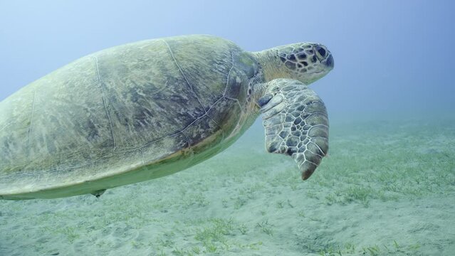Sea Turtle with bite marks on fins swims in blue water, Slow motion. Close-up of Great Green Sea Turtle (Chelonia mydas) with its front flippers bitten off by a shark swimming slowly over seabed 