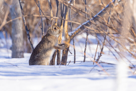  eastern cottontail (Sylvilagus floridanus) damaged tree in winter