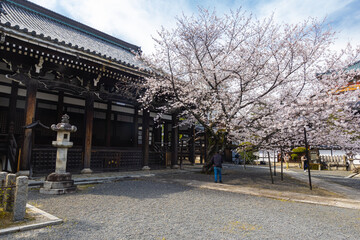Fototapeta na wymiar 京都府 本法寺の桜と春景色