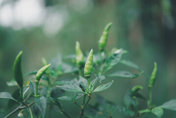 Chilli peppers or green chilies in farm