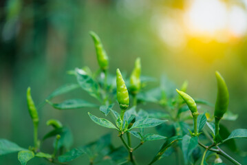 Chilli peppers or green chilies in farm