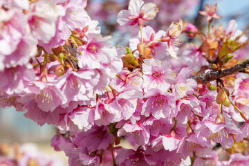 早咲きの河津桜