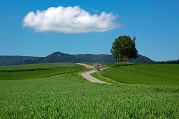 麦畑と夏の小路（美瑛町）
