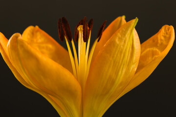 Daylily , frontal close up . Center closed but showing stamens