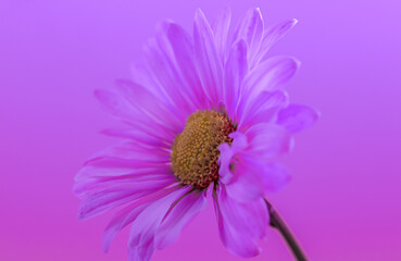 Pink shasta daisy , oblique close up