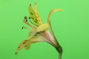 Peruvian Lily, angled side view close up