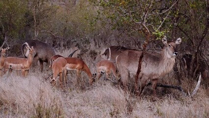 Antelope Herd Watching Camera On Safari